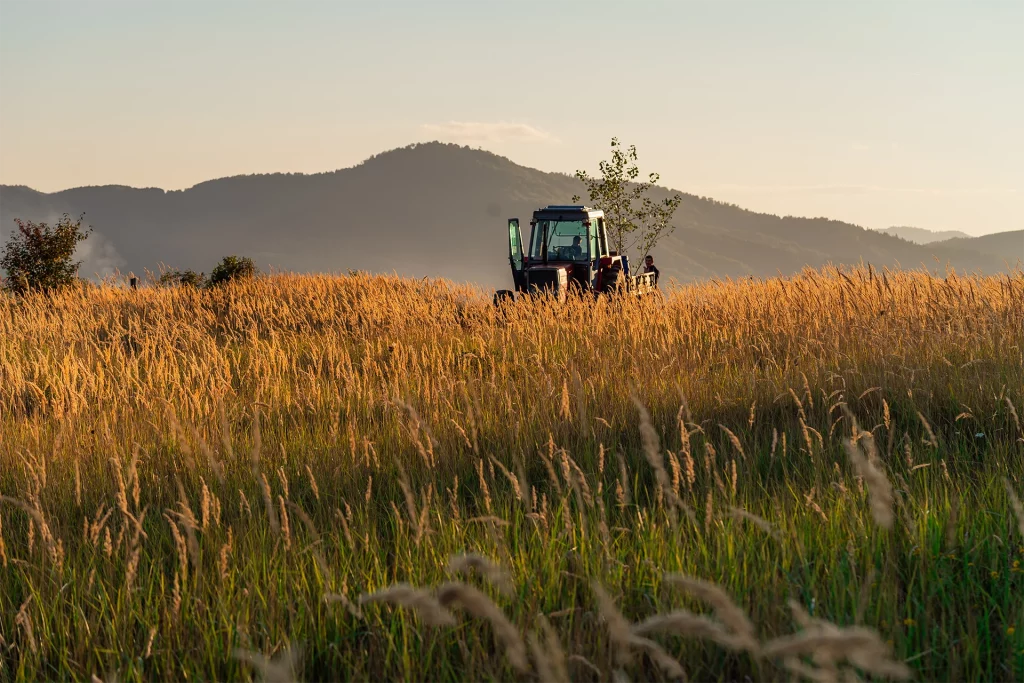 tracteur en pleine récolte en fin d'après midi
